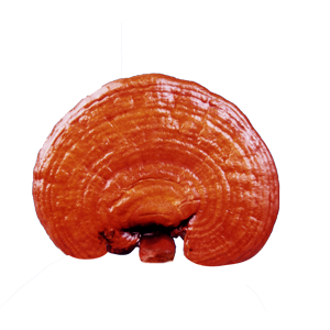 Kimshen Gano