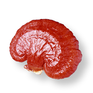Liver Gano
