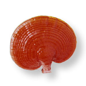 Ruyi Gano