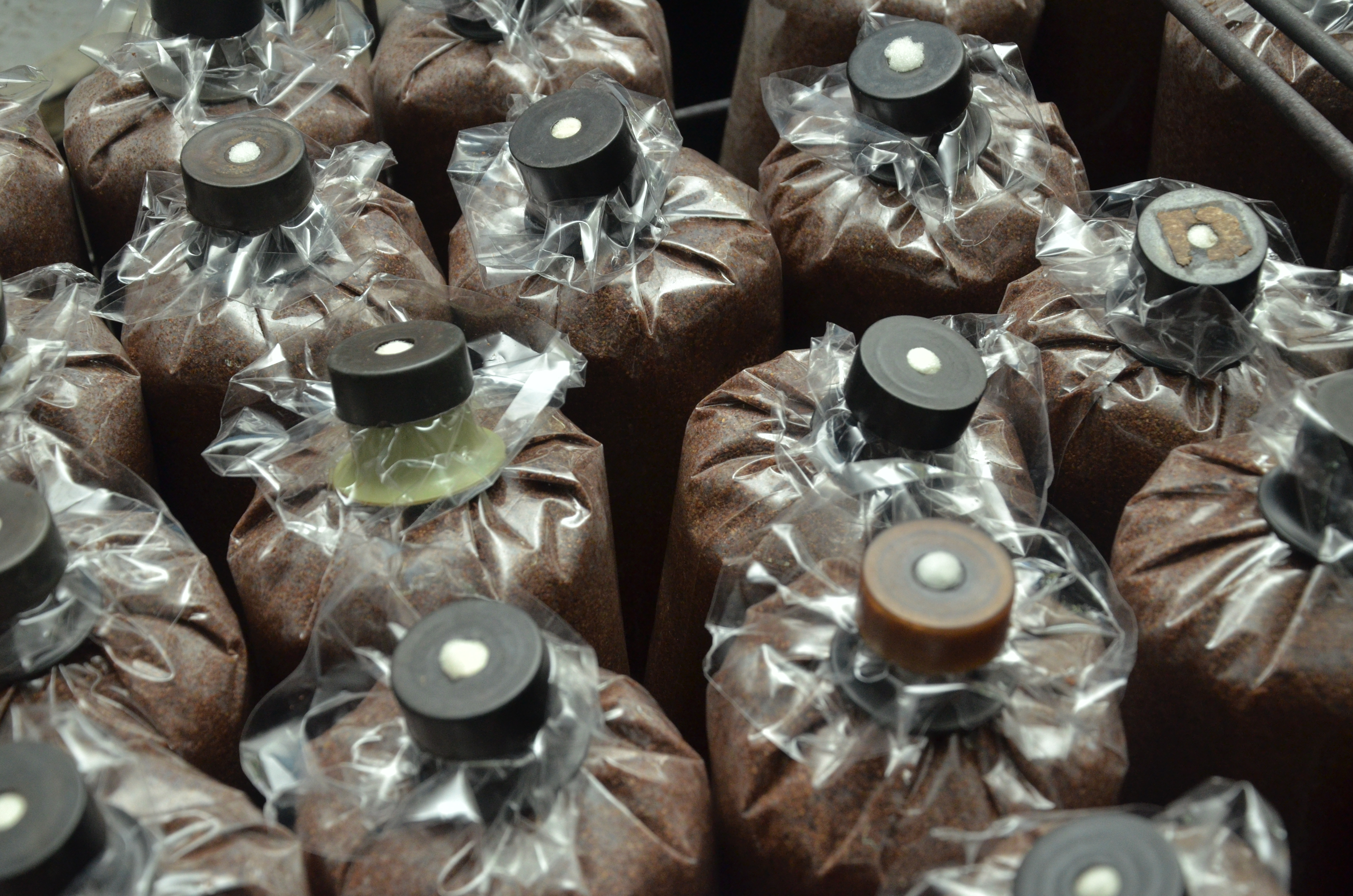 Growing of Mycelium